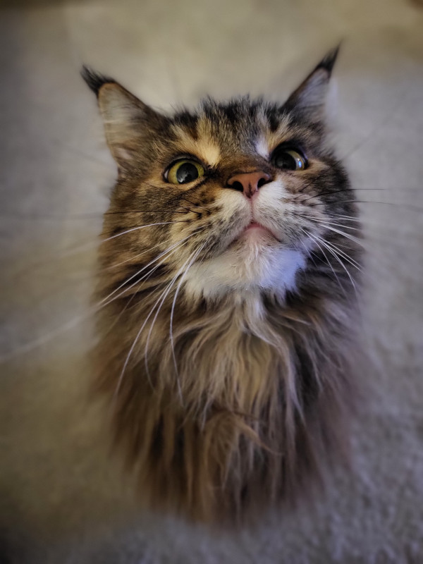 Unsere Katzenoma Smoky