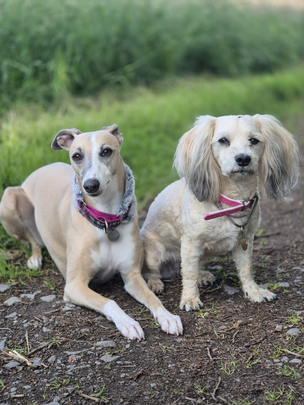 Unsere beiden Hunde Milli &amp; Whoopi