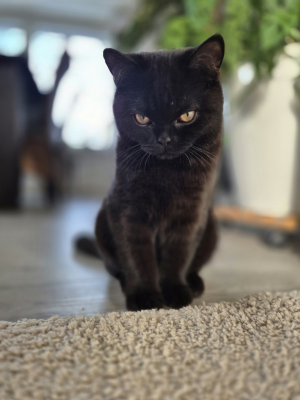Salem - unser Kleinster